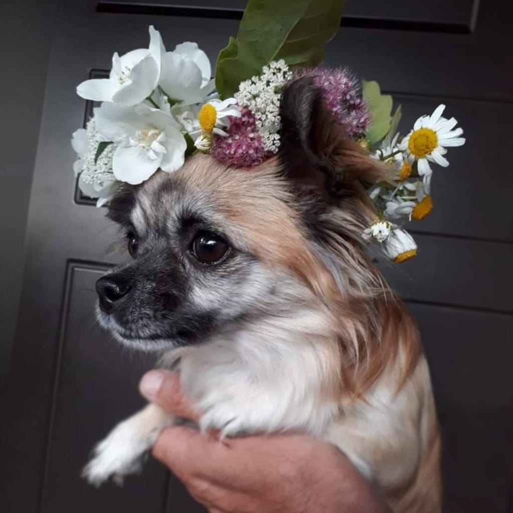 Pet reference photo — review 1